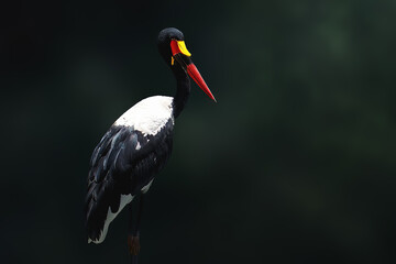 Saddle-billed Stork bird (Ephippiorhynchus senegalensis)