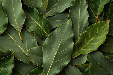 bay leaves background close up