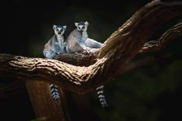 Ring-tailed Lemur (Lemur catta) - Madagascar Primate