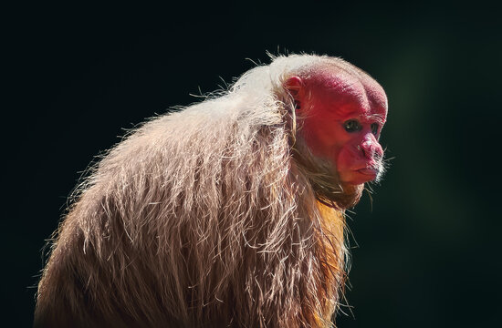 Red Uakari Monkey (Cacajao calvus rubicundus)