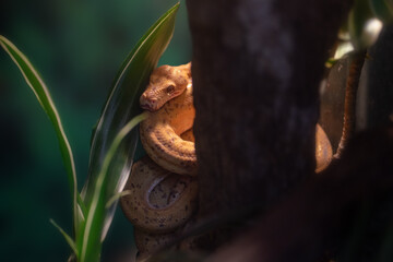 Amazon Tree Boa snake (Corallus hortulanus)