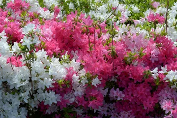 Tuinposter ツツジの花 © ogurisu