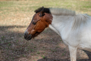 Obraz na płótnie Canvas Miniature Horse (Equus ferus caballus)