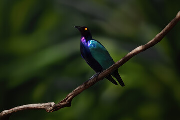 Purple Starling bird (Lamprotornis purpureus)