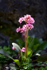 Fototapeta premium ヒマラヤユキノシタ