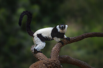 Black-and-white Ruffed Lemur (Varecia variegata) - Madagascar Primate