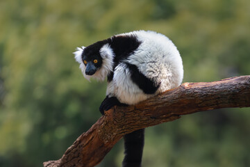 Obraz premium Black-and-white Ruffed Lemur (Varecia variegata) - Madagascar Primate