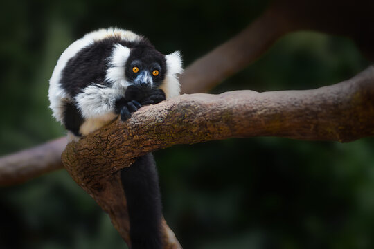 Black-and-white Ruffed Lemur (Varecia variegata) - Madagascar Primate