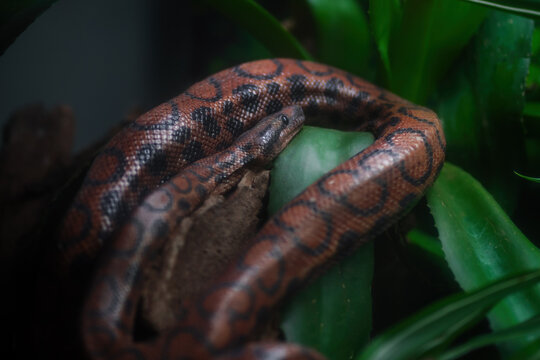 Rainbow Boa snake (Epicrates cenchria cenchria)