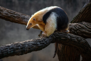 Southern Tamandua (Tamandua tetradactyla) or Collared Anteater