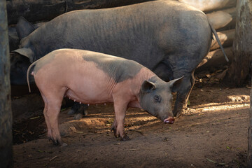 Domestic Pig (Sus scrofa domesticus)