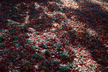 紅葉の絨毯
