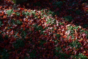 紅葉の絨毯