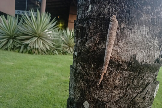 Insect cocoon on trunk of tree. Cocoon in the garden.