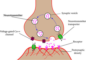 Structure of a typical chemical synapse.Vector illustration.