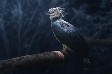 Harpy Eagle (Harpia harpyja) on a blue background - obrazy, fototapety, plakaty