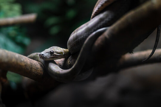 Amazon Tree Boa snake (Corallus hortulanus)