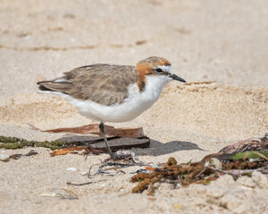 Red-capped Plover or Red-capped Dotterel (Charadrius ruficapillus) standing on a sandy beach - Port Vincent, Yorke Peninsula, South Australia
