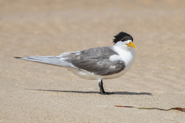 Greater Crested Tern (Thalasseus bergii) standing on a sandy beach - Port Vincent, Yorke Peninsula, South Australia