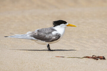 Greater Crested Tern (Thalasseus bergii) standing on a sandy beach - Port Vincent, Yorke Peninsula, South Australia