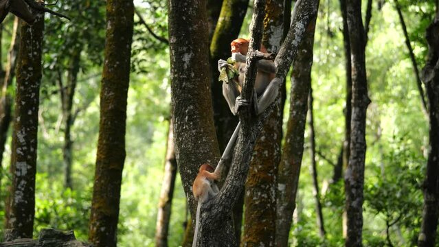 Long Nose monkey with baby. Proboscis monkey baby playing in mangrove tree. Female proboscis monkey (Nasalis larvatus) with her baby in a natural habitat in rainforest of Borneo Island	