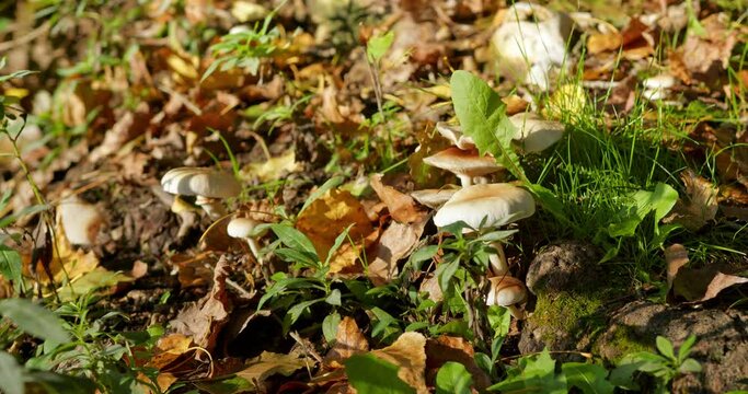 Close up footage of small round mushrooms growing on ground in woods