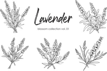 Lavender line art vector illustration set isolated on white. Flower black ink sketch. Modern minimalist hand drawn design. - obrazy, fototapety, plakaty