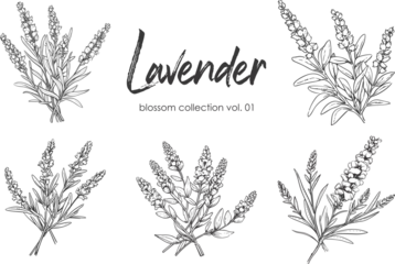 Foto op Plexiglas Lavender line art vector illustration set isolated on white. Flower black ink sketch. Modern minimalist hand drawn design. © necropos12