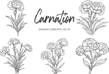 Carnation line art vector illustration set isolated on white. Flower black ink sketch. Modern minimalist hand drawn design.