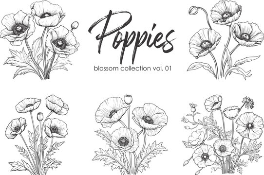 Poppies line art vector illustration set isolated on white. Flower black ink sketch. Modern minimalist hand drawn design.