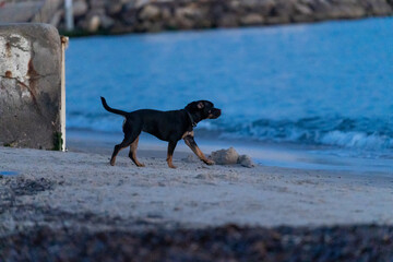 A Staffie dog runs on the beach