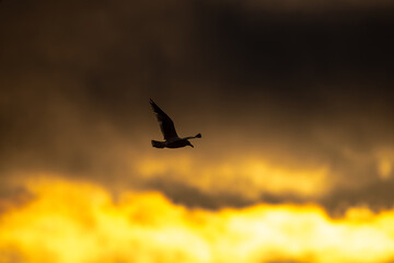 Fototapeta na wymiar Sea Gull Flying in the Morning Sun