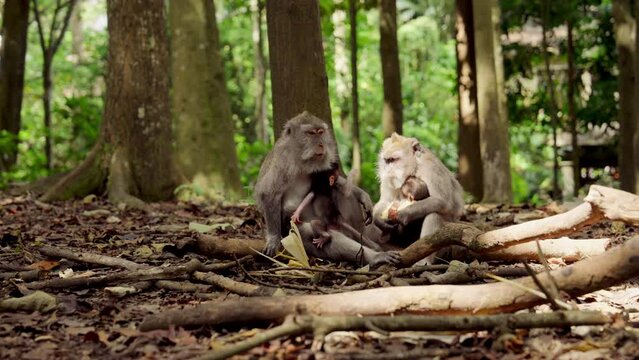 Monkeys Grooming Young Ones In Sunlit Forest