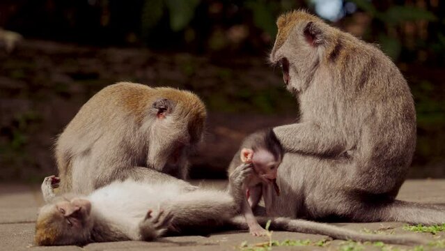 Monkey Family In Natural Habitat