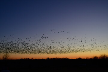 Flock of Geese in a Sunset Sky