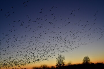 Flock of Geese in a Sunset Sky