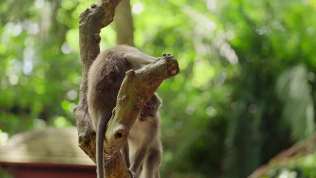 Two Monkeys Frolicking On Branch