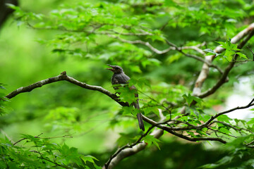 さえずるヒヨドリの幼鳥