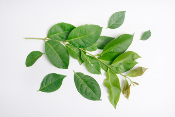 Bay leaf, Syzygium polyanthum, is the name of the tree that produces spice leaves used in Indonesian cooking