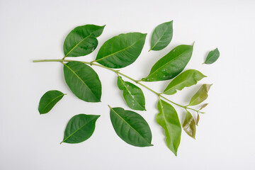 Bay leaf, Syzygium polyanthum, is the name of the tree that produces spice leaves used in Indonesian cooking