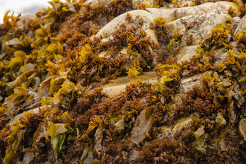 seaweed on the rocks