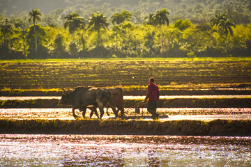 Toros arado en cultivo de arroz