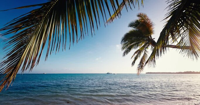 Tropical island Seascape of Caribbean sea and beach from palm trees, palm tree leaf shadow 4k video 