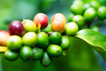 Red coffee beans field in the coffee farm picking with fresh red coffee beans, Robusta, Arabica coffee berries by agriculturist hands, red berry branch in farm, harvesting in mountain.