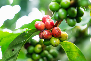 Red coffee beans field in the coffee farm picking with fresh red coffee beans, Robusta, Arabica coffee berries by agriculturist hands, red berry branch in farm, harvesting in mountain.