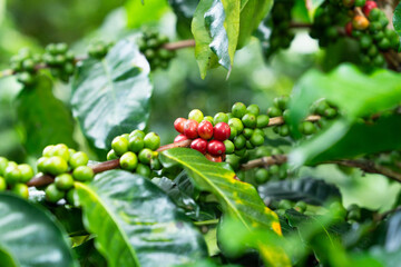 Red coffee beans field in the coffee farm picking with fresh red coffee beans, Robusta, Arabica...