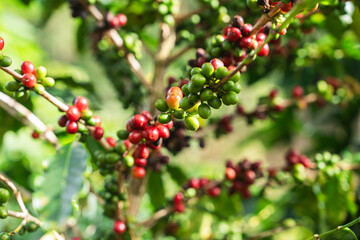 Coffee plant fruit red berry branch in the coffee farm with fresh red and green coffee beans and harvesting in mountain plantation, trees coffee beans ripening, 