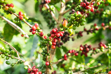 Coffee plant fruit red berry branch in the coffee farm with fresh red and green coffee beans and harvesting in mountain plantation, trees coffee beans ripening, 
