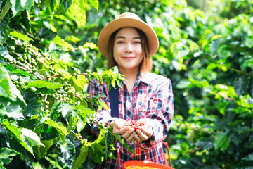 Young asian woman coffee farmer is harvesting coffee berries in many high-quality coffee-producing...