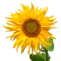 Sunflower head isolated on white background. Sun symbol. Flowers yellow, agriculture. Seeds and oil